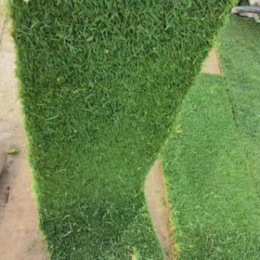 优质草皮