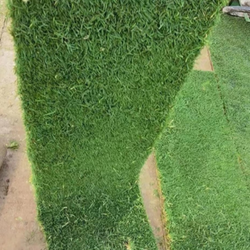 优质草皮