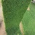 优质草皮