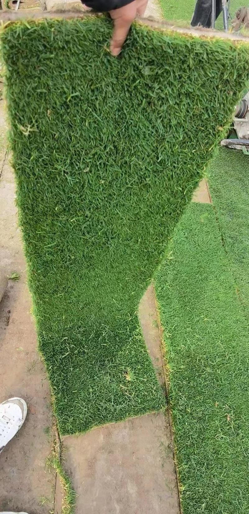 优质草皮