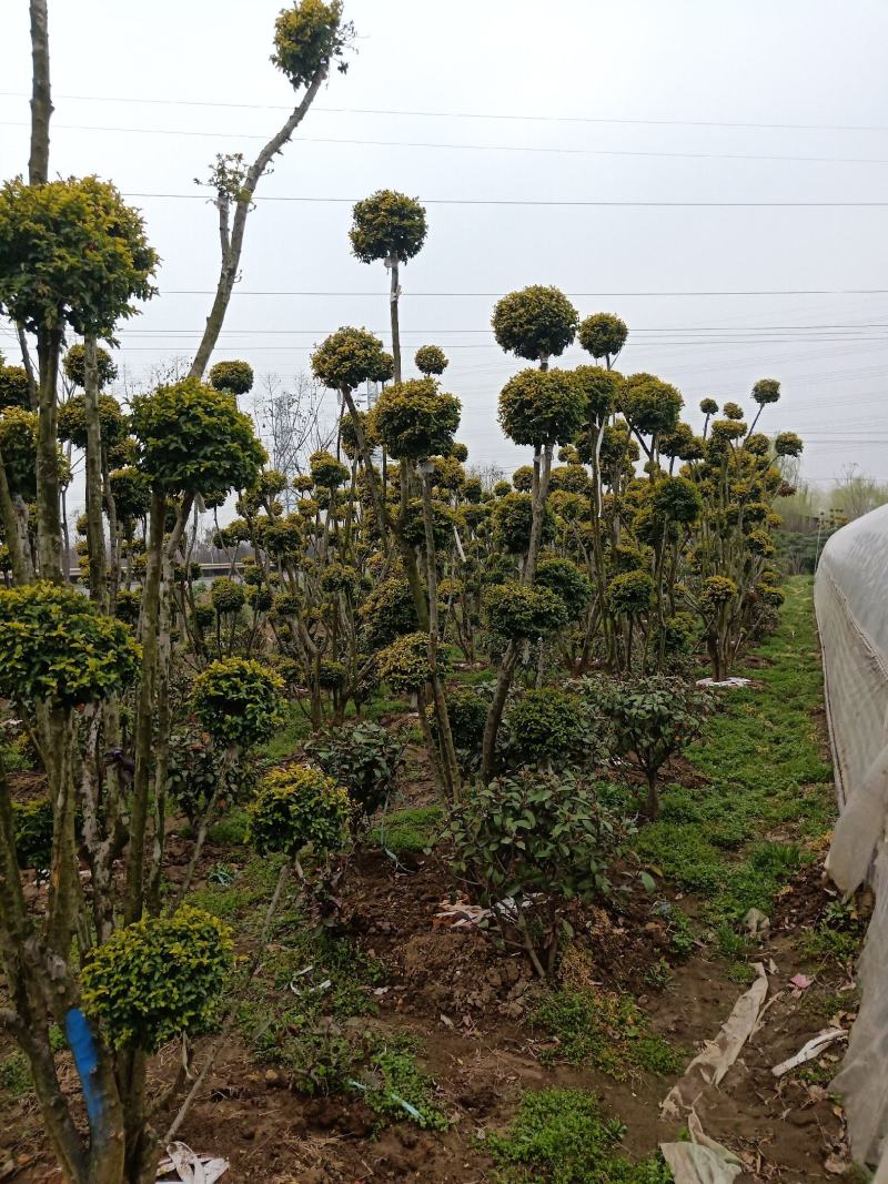 小叶女贞造型树庭院别墅楼顶景观绿化多头造型树耐寒常青花卉