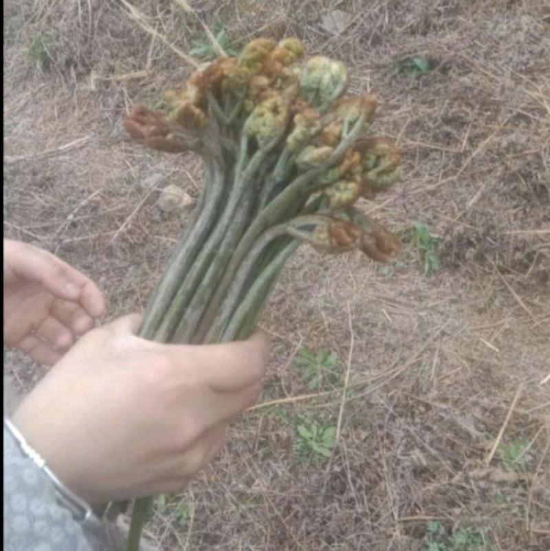 贵州农村自摘蕨菜鲜货每天大量批发现摘现发货