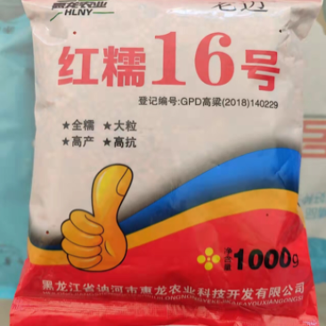 红糯13/16号高粱种子。。。。。。。。。。。。。。。。