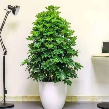 君子兰，金钱树等各种花卉植物