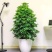 君子兰，金钱树等各种花卉植物