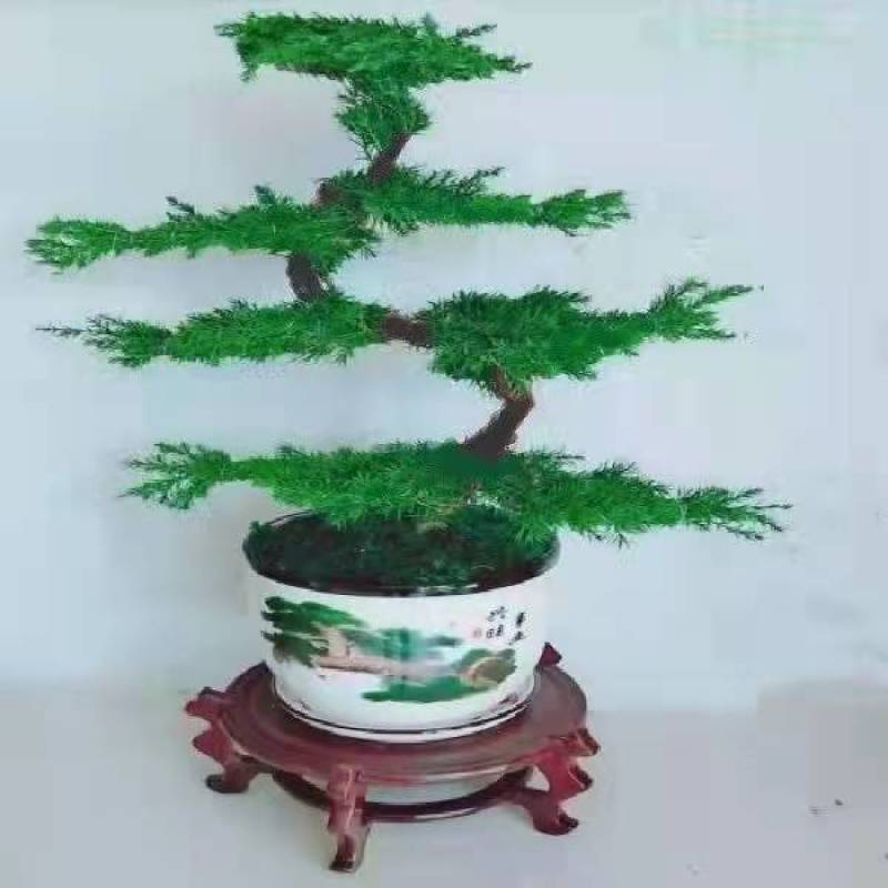 君子兰，金钱树等各种花卉植物