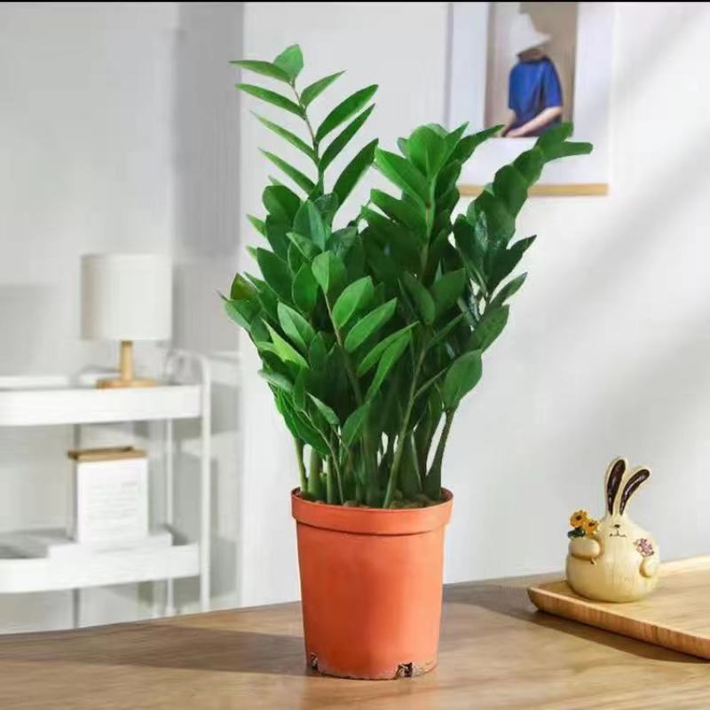 君子兰，金钱树等各种花卉植物