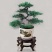 君子兰，金钱树等各种花卉植物