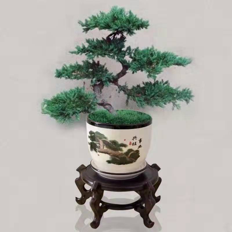 君子兰，金钱树等各种花卉植物