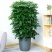 君子兰，金钱树等各种花卉植物