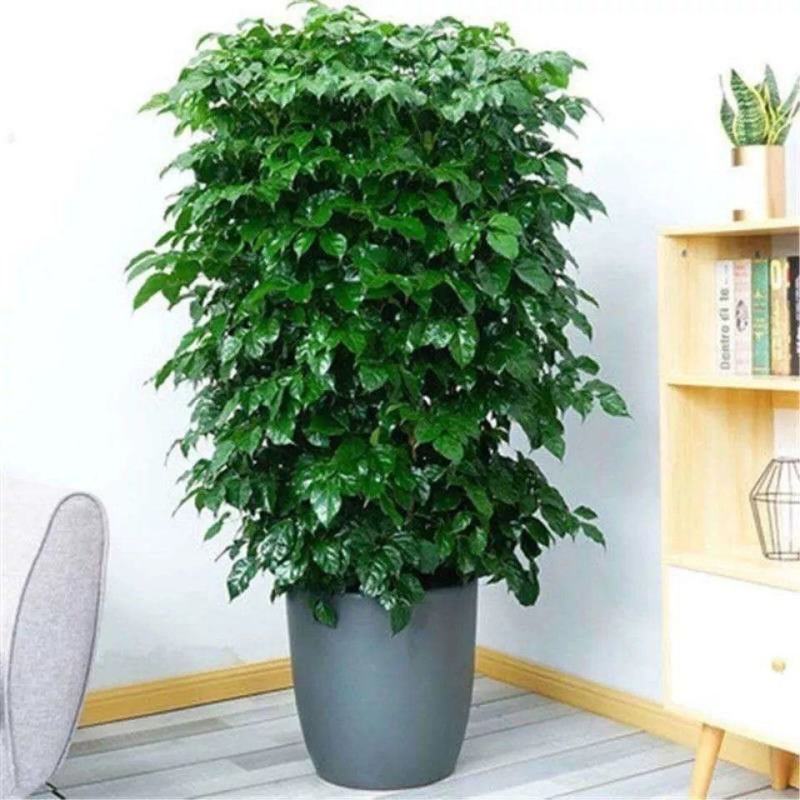 君子兰，金钱树等各种花卉植物