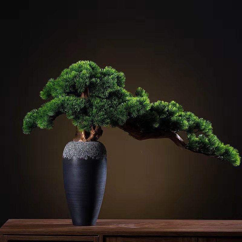 君子兰，金钱树等各种花卉植物