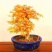 君子兰，金钱树等各种花卉植物