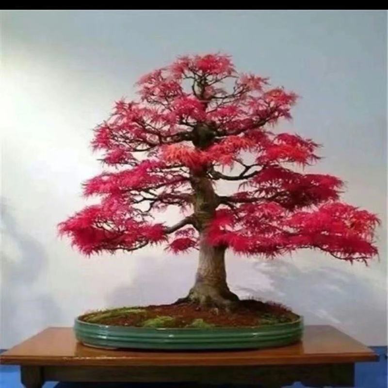 君子兰，金钱树等各种花卉植物