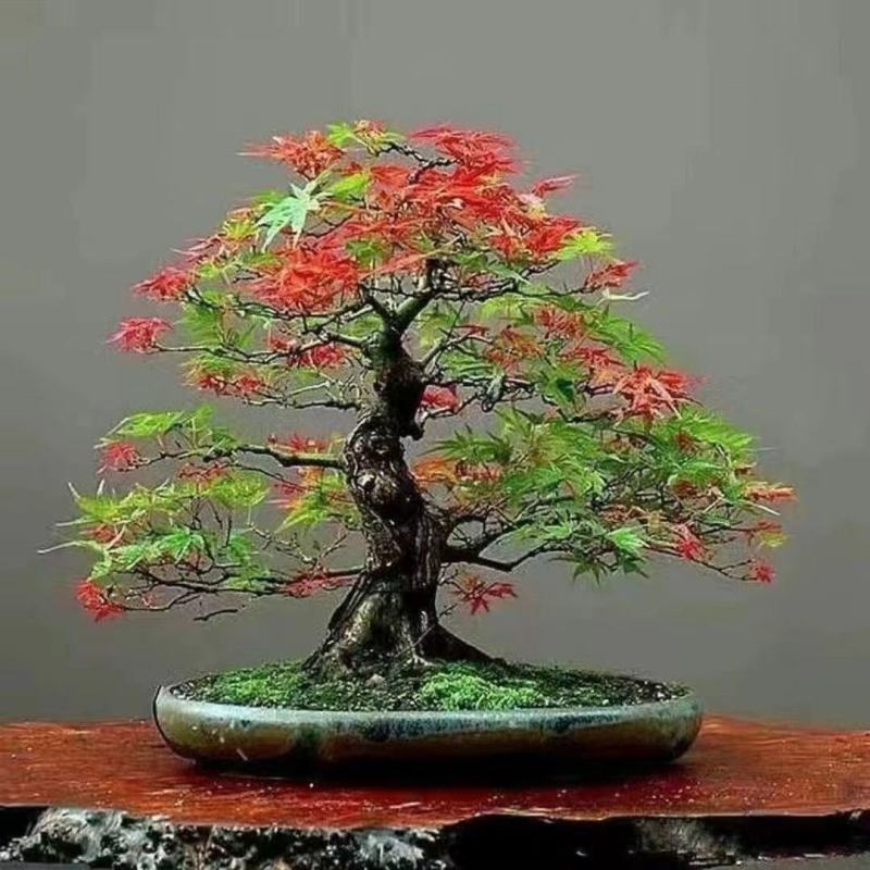 君子兰，金钱树等各种花卉植物