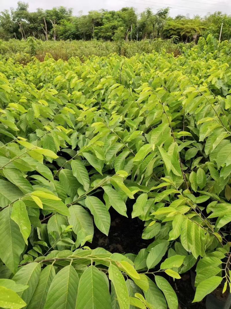种苗水果苗释迦嫁接树苗阳台庭院均可种植包邮价