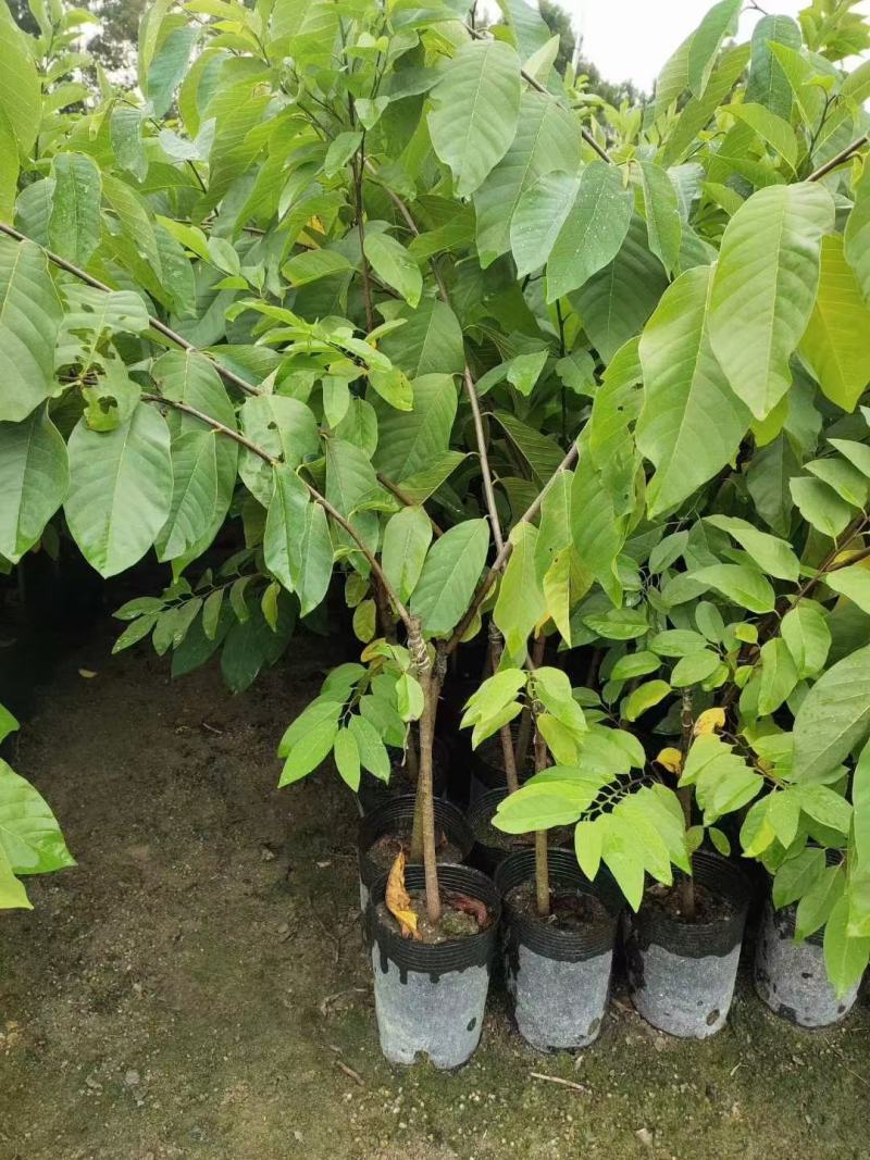 种苗水果苗释迦嫁接树苗阳台庭院均可种植包邮价