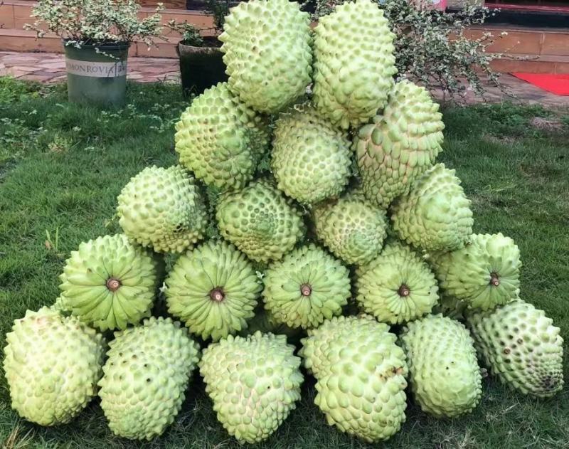 种苗水果苗释迦嫁接树苗阳台庭院均可种植包邮价