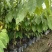 种苗水果苗释迦嫁接树苗阳台庭院均可种植包邮价