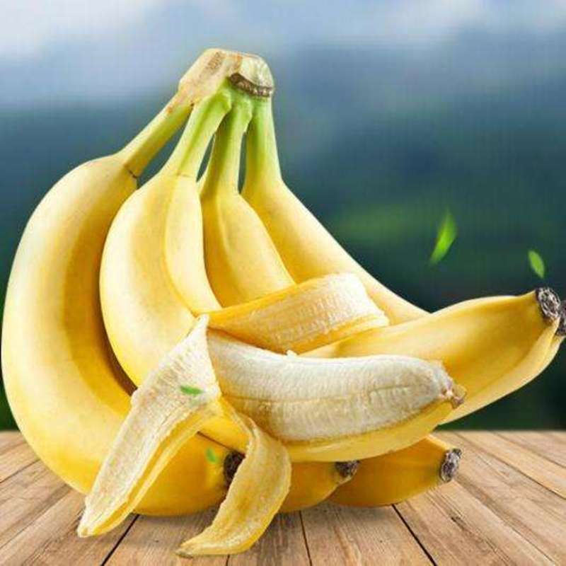 香蕉袋苗（香蕉红香蕉米蕉）批发福建漳州