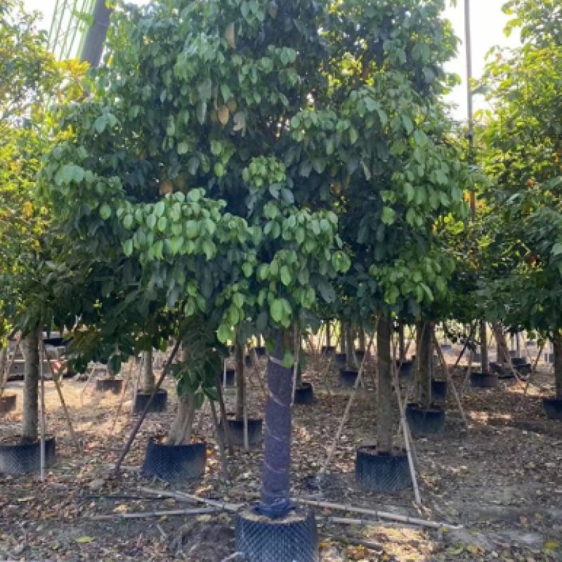 大量秋枫现货用黑泥土长期保湿种植出细根成活率没问题
