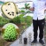 种苗水果苗释迦嫁接树苗阳台庭院均可种植包邮价