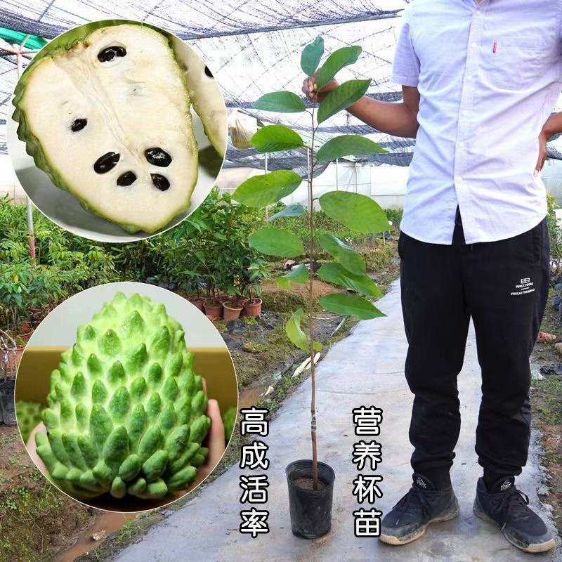 种苗水果苗释迦嫁接树苗阳台庭院均可种植包邮价