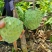种苗水果苗释迦嫁接树苗阳台庭院均可种植包邮价