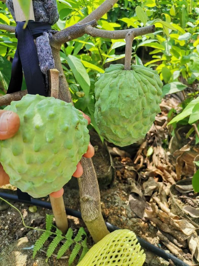 种苗水果苗释迦嫁接树苗阳台庭院均可种植包邮价