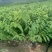 种苗水果苗释迦嫁接树苗阳台庭院均可种植包邮价