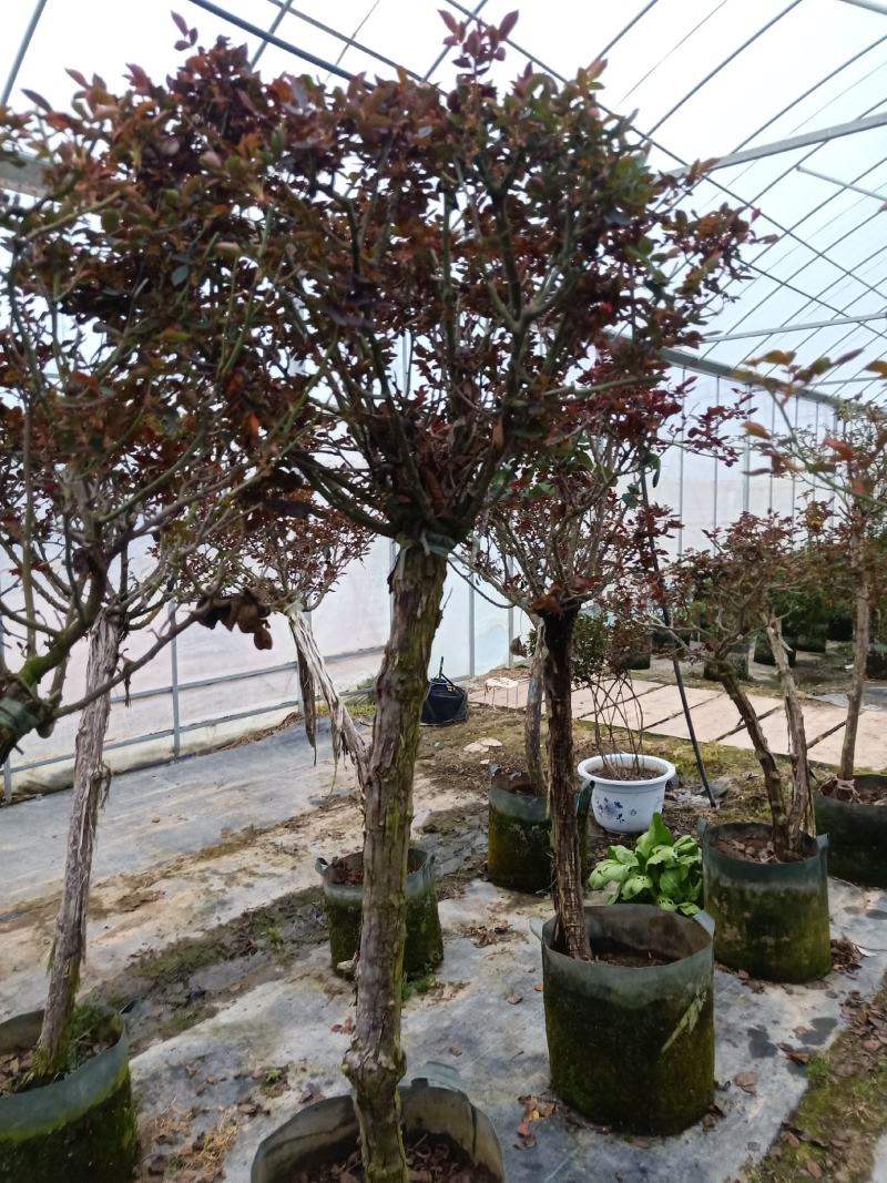 棒棒糖月季树桩花苗特大花朵花卉植物庭院四季开玫瑰带花树状