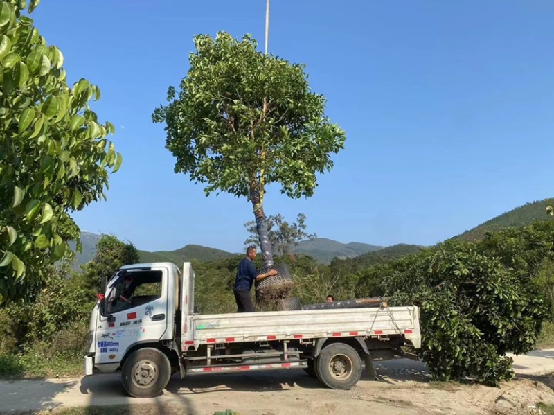 大量秋枫现货用黑泥土长期保湿种植出细根成活率没问题