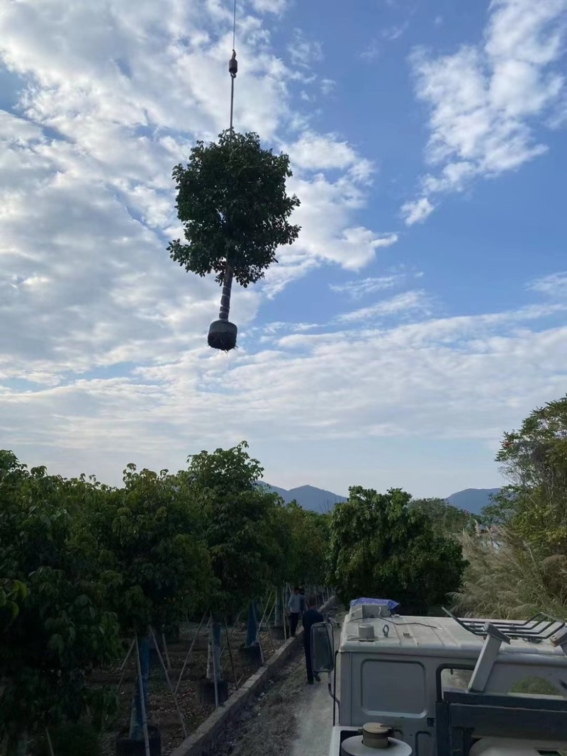 大量秋枫现货用黑泥土长期保湿种植出细根成活率没问题