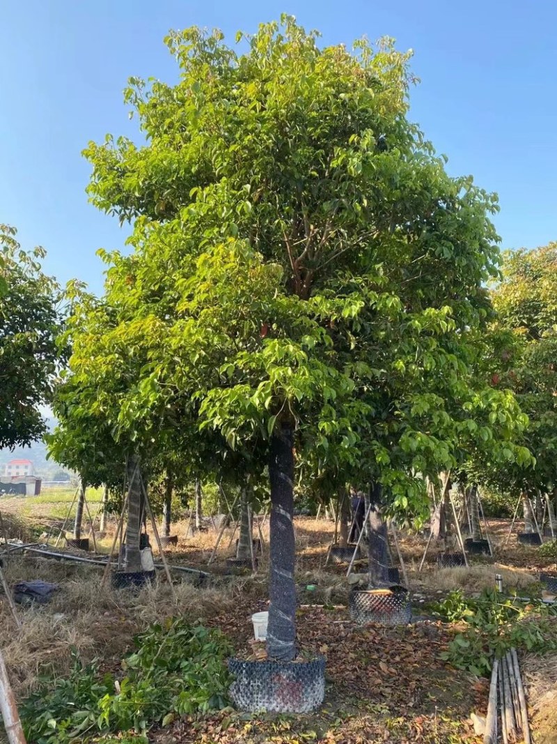 大量秋枫现货用黑泥土长期保湿种植出细根成活率没问题