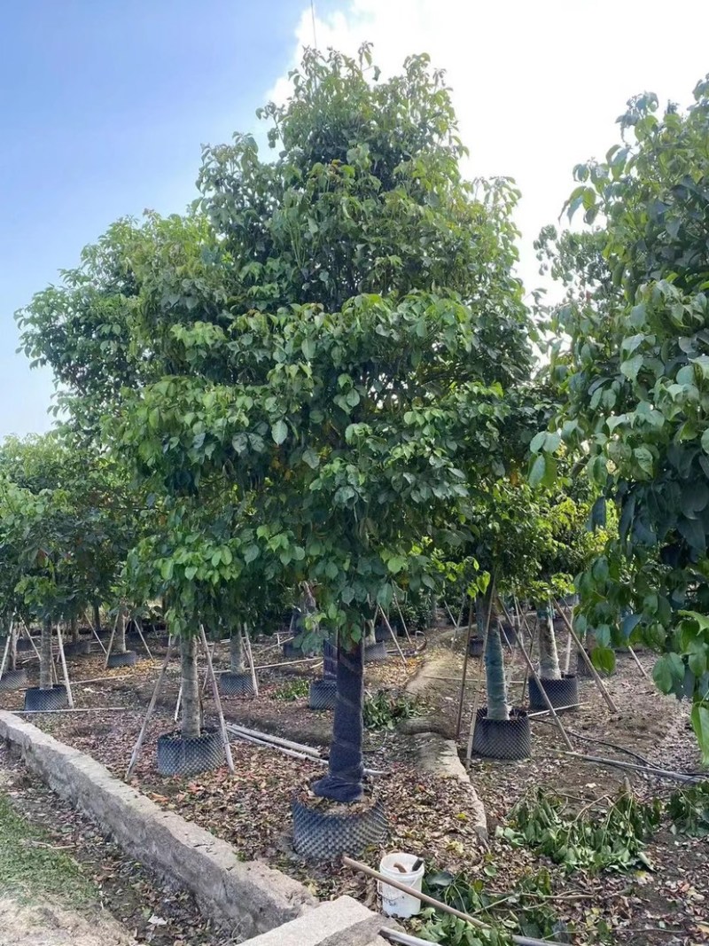 大量秋枫现货用黑泥土长期保湿种植出细根成活率没问题