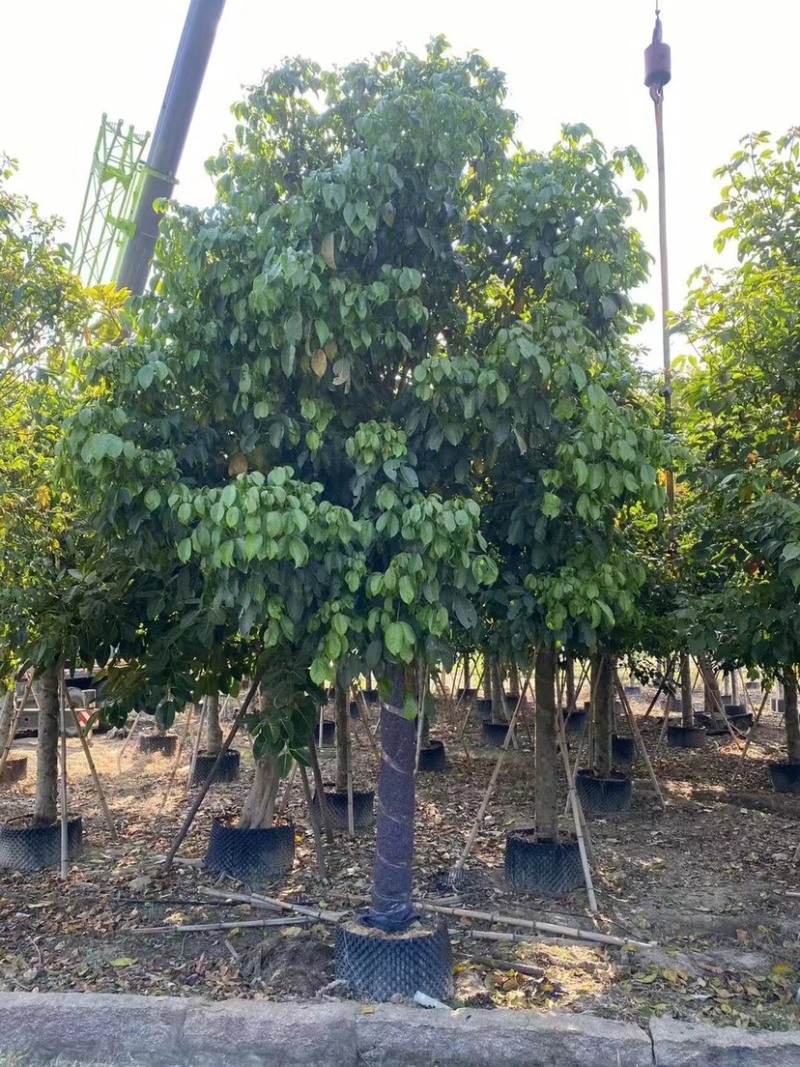 大量秋枫现货用黑泥土长期保湿种植出细根成活率没问题