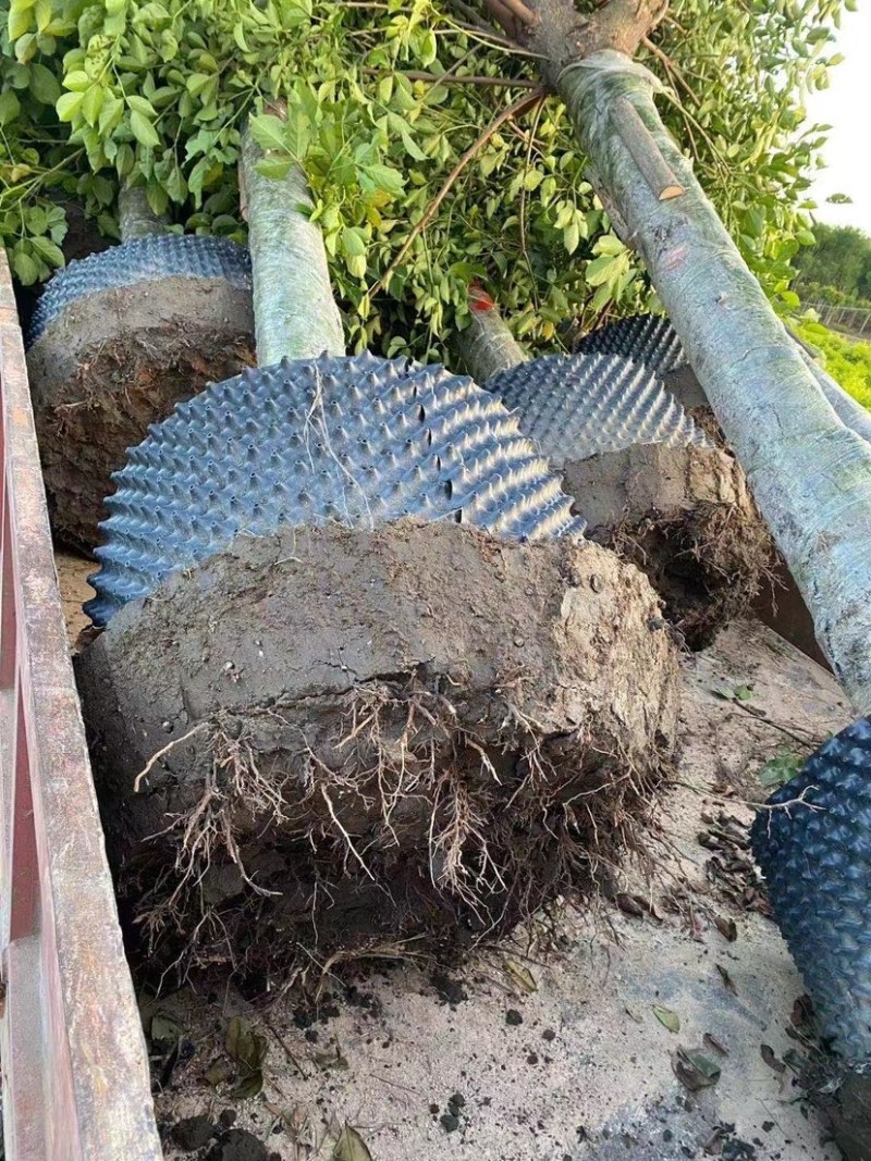 大量秋枫现货用黑泥土长期保湿种植出细根成活率没问题