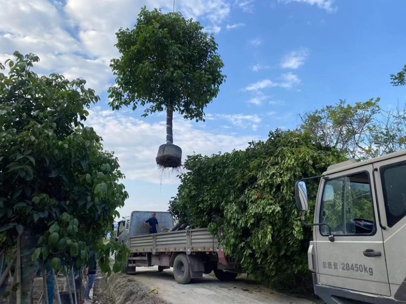 大量秋枫现货用黑泥土长期保湿种植出细根成活率没问题