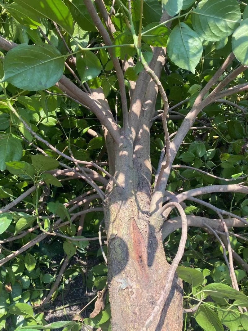 大量秋枫现货用黑泥土长期保湿种植出细根成活率没问题
