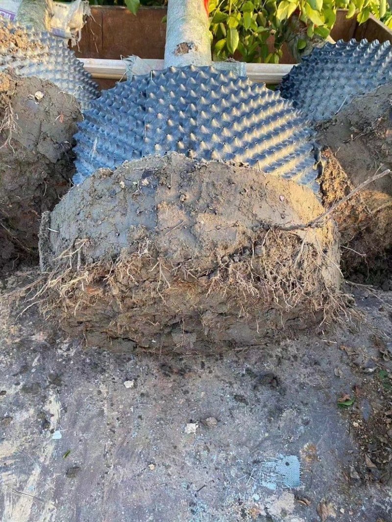 大量秋枫现货用黑泥土长期保湿种植出细根成活率没问题