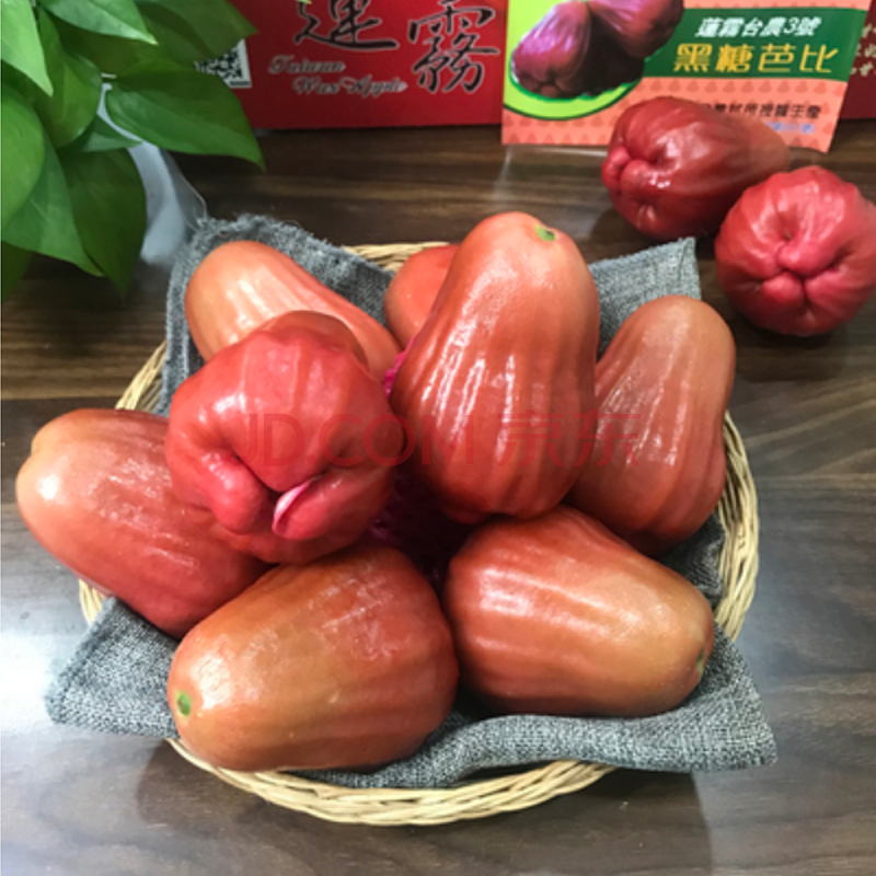 黑糖芭比黑珍珠莲雾嫁接袋苗量多价优批发福建漳州