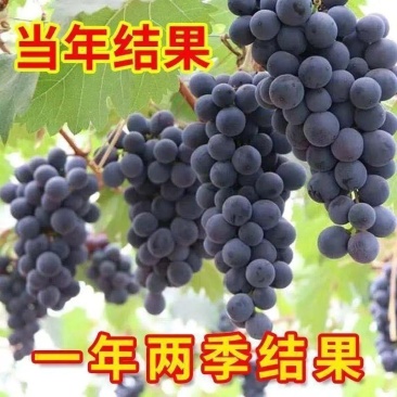 葡萄树苗正宗嫁接蓝宝石阳光玫瑰无架葡萄苗盆栽地栽庭院爬藤