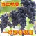 葡萄树苗正宗嫁接蓝宝石阳光玫瑰无架葡萄苗盆栽地栽庭院爬藤