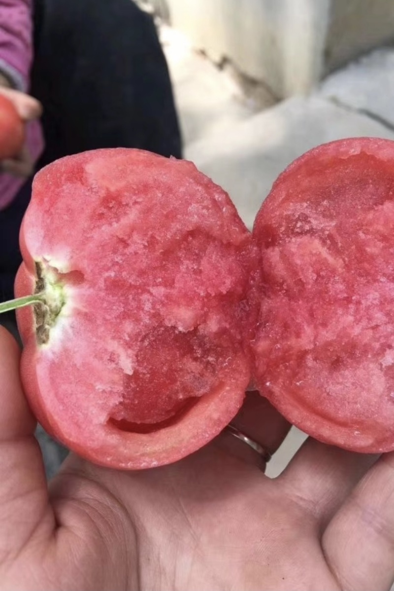 方城县博望镇硬粉精品西红柿🍅，欢迎选购