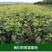 葡萄树苗正宗嫁接蓝宝石阳光玫瑰无架葡萄苗盆栽地栽庭院爬藤