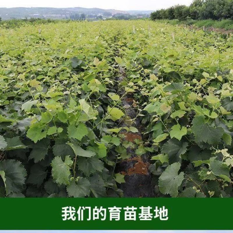 葡萄树苗正宗嫁接蓝宝石阳光玫瑰无架葡萄苗盆栽地栽庭院爬藤