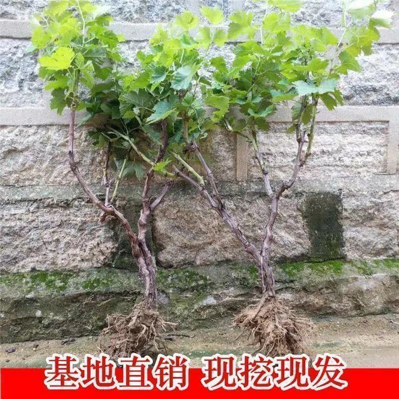 葡萄树苗正宗嫁接蓝宝石阳光玫瑰无架葡萄苗盆栽地栽庭院爬藤