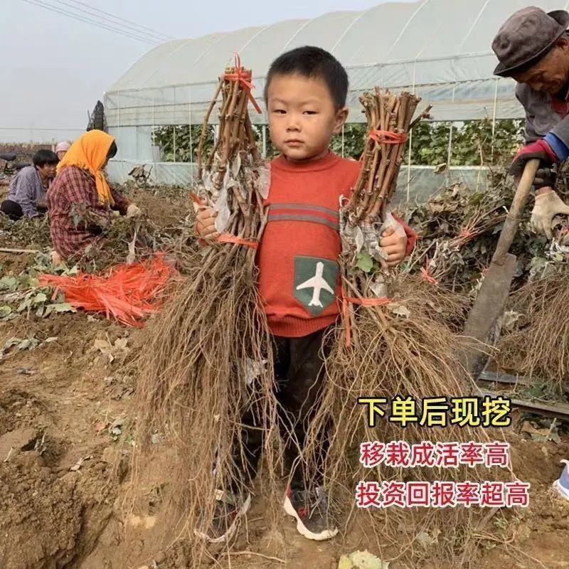葡萄树苗正宗嫁接蓝宝石阳光玫瑰无架葡萄苗盆栽地栽庭院爬藤