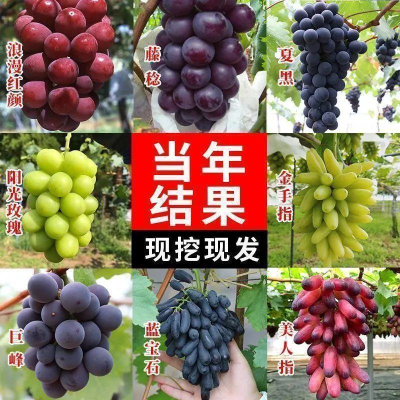 葡萄树苗正宗嫁接蓝宝石阳光玫瑰无架葡萄苗盆栽地栽庭院爬藤