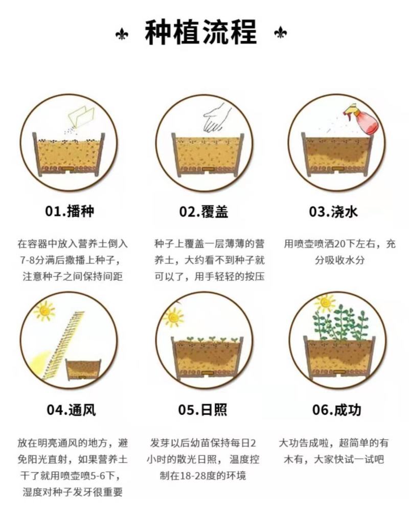 野花组合种子，花海庭院绿化四季开花，花卉种子批发，花种子